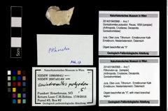 Foto (Objekt + Etikett) von Pithonoton sp.  (NHMW-GEO-2014-0194-0968)
